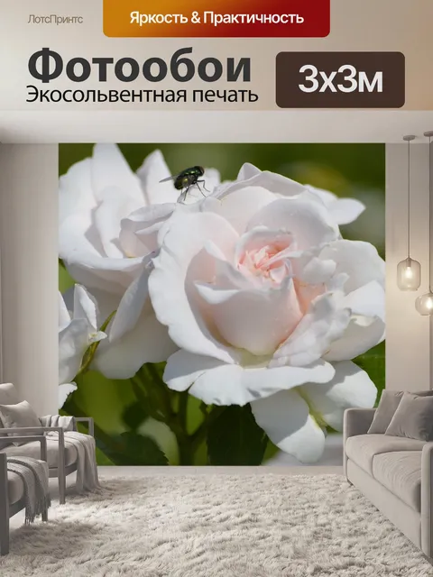 Фотообои Розы