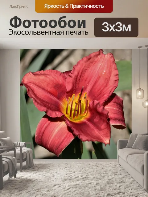 Фотообои Красная лилия крупным планом