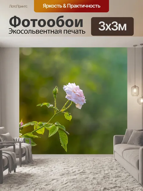 Фотообои Роза