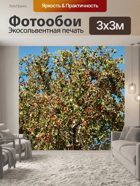 Фотообои буйволиный шип в плодах