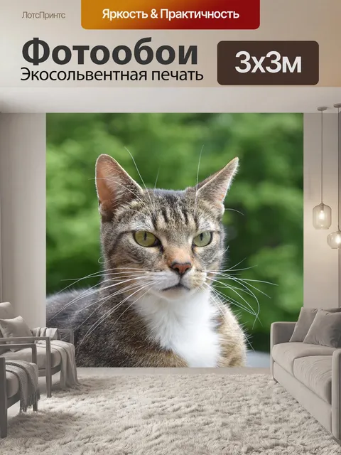 Фотообои Кошка