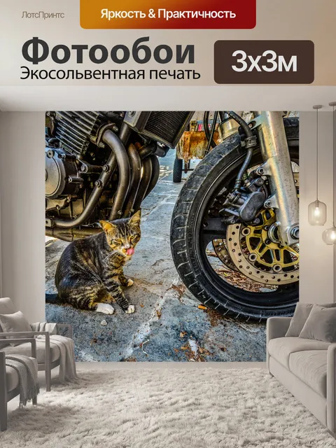Фотообои Бродячая кошка в Греции