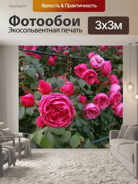Фотообои Роуз