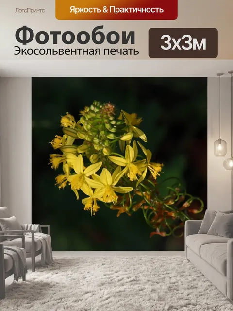 Фотообои желтые цветы на бульбинелле
