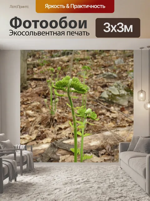 Фотообои Папоротник