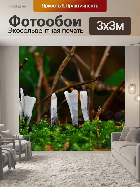 Фотообои Лес