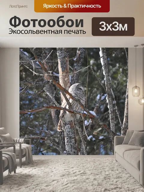Фотообои Сова