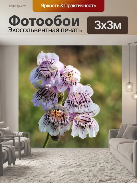 Фотообои Фоксглав Полевые цветы крупным планом