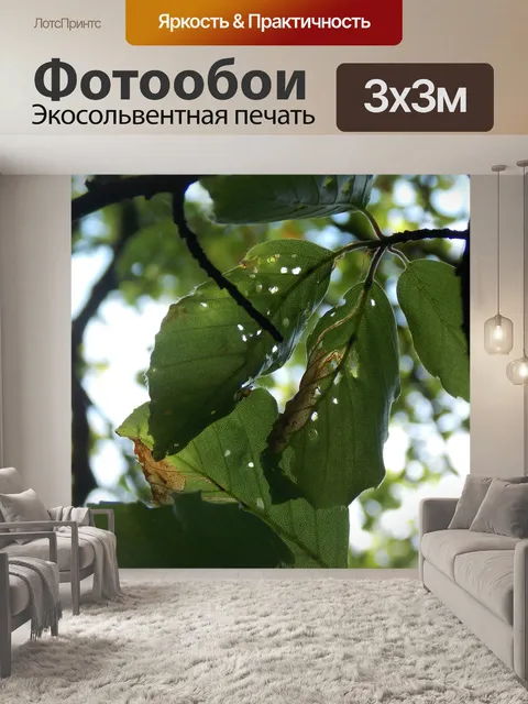 Фотообои Листья