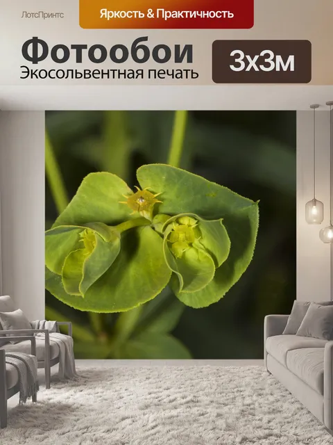 Фотообои Полевые цветы