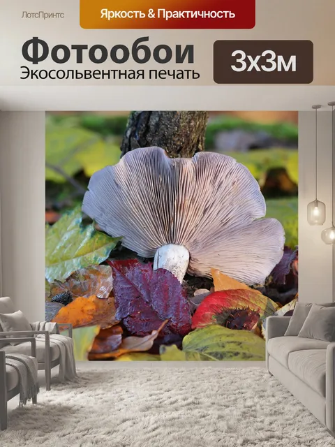 Фотообои Гриб