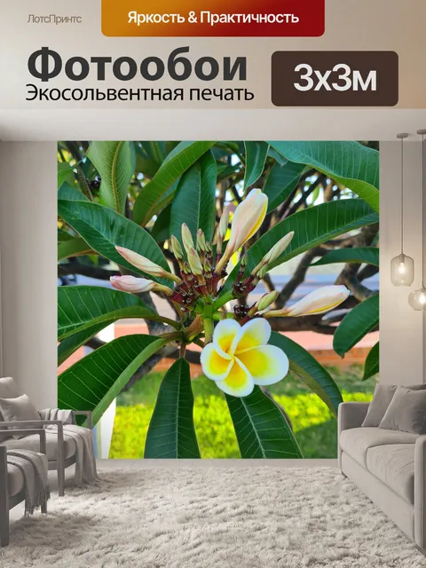 Фотообои Frangipani Yellow White Buds Цветок
