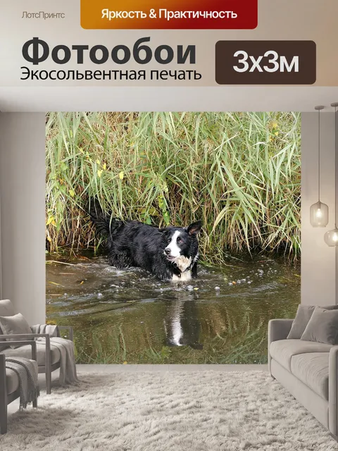Фотообои Собака