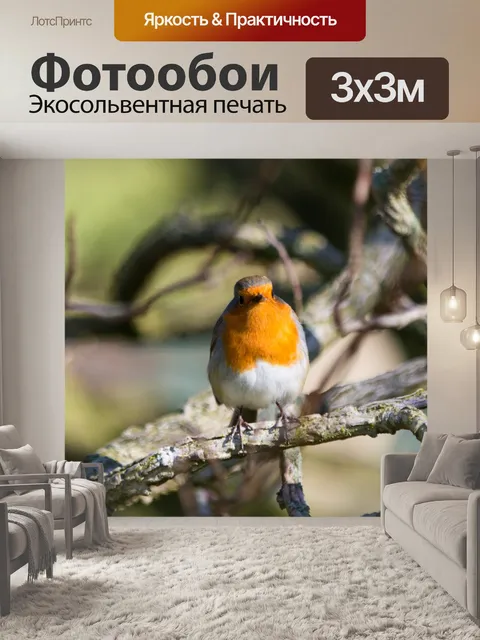 Фотообои Робин, Erithacus rubecula