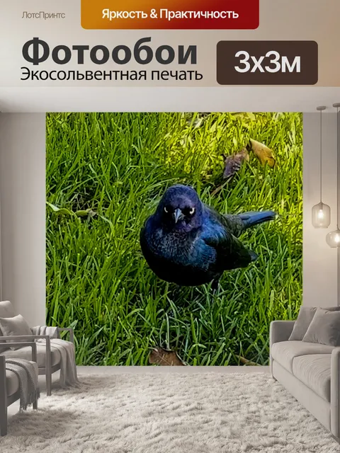 Фотообои Сердитая черная птица