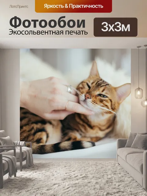 Фотообои Кошка