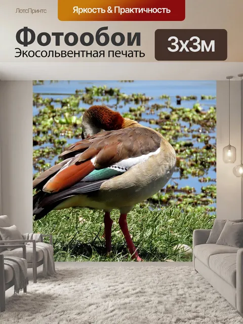 Фотообои Птица