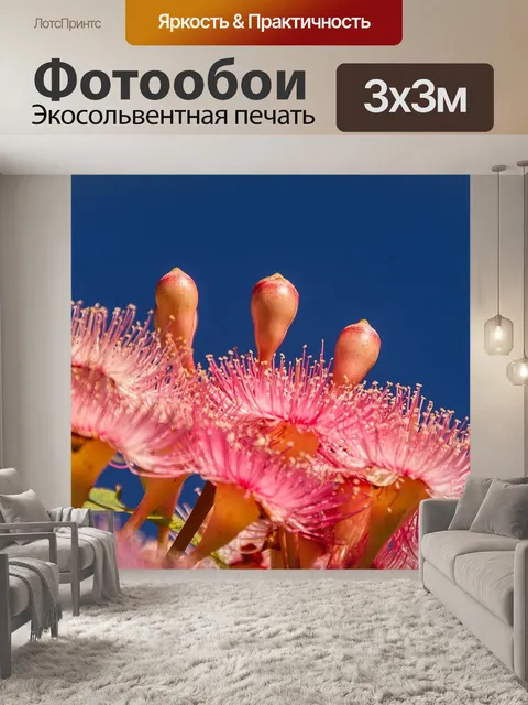 Фотообои Цветы эвкалипта