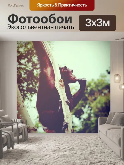 Фотообои Обезьяна шимпанзе в открытом зоопарке