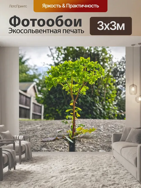 Фотообои Сад