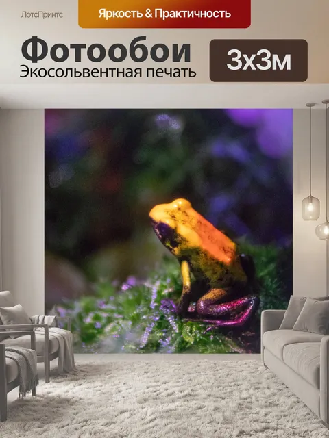 Фотообои золотая ядовитая лягушка