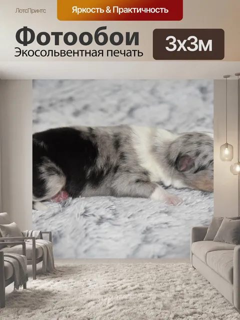 Фотообои Собака
