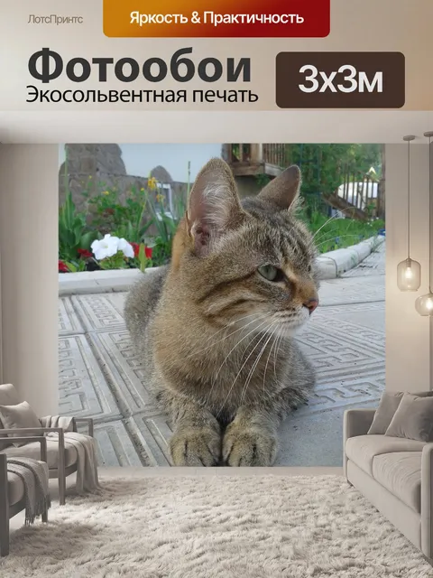 Фотообои Кошка