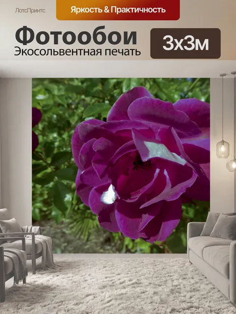 Фотообои Темная розовая роза