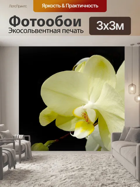 Фотообои Орхидеи