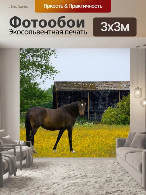 Фотообои Лошадь