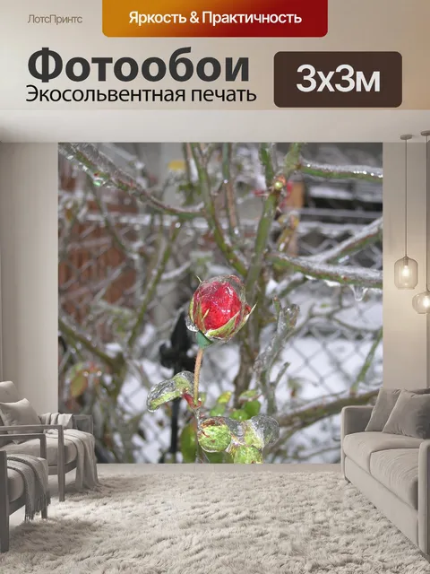 Фотообои Ледяная роза
