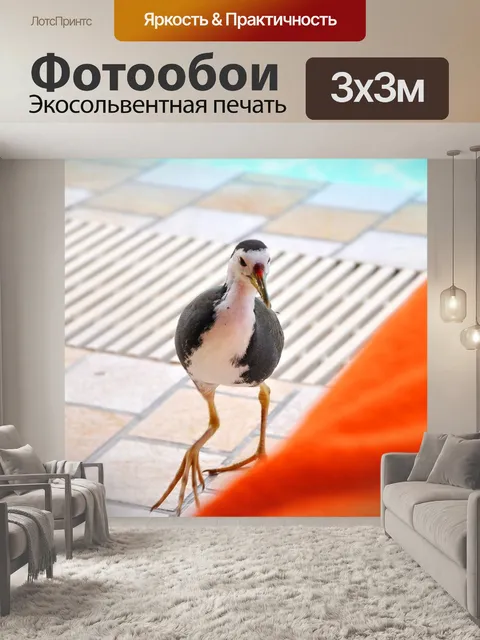 Фотообои Птицы воды