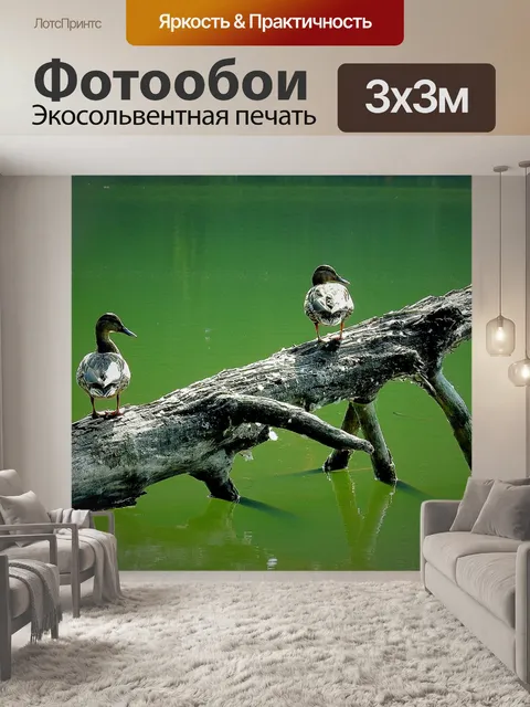 Фотообои Утки