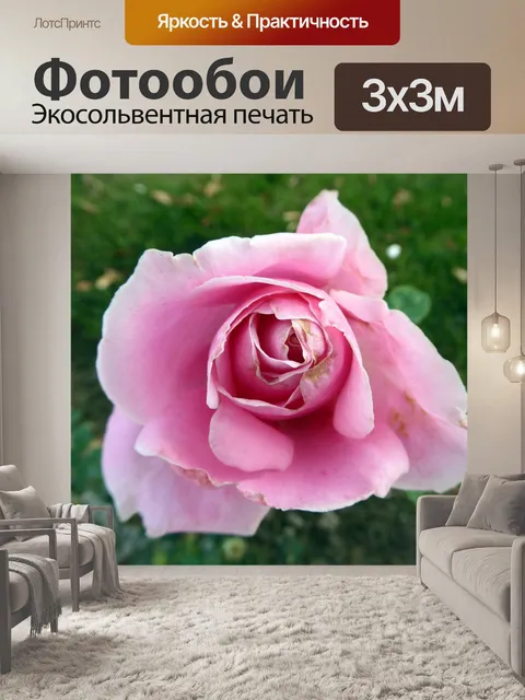 Фотообои Розовая роза