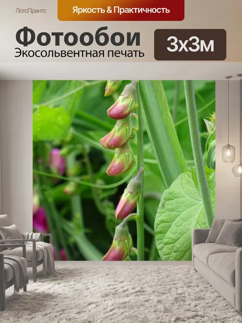 Фотообои Цветы