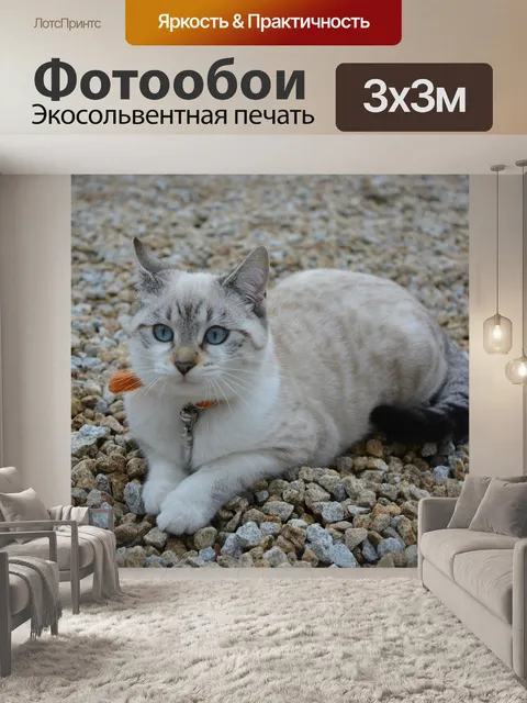 Фотообои Кошка