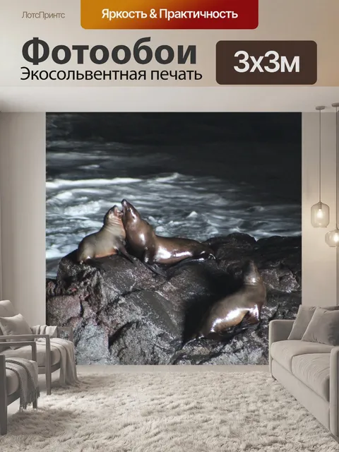 Фотообои Дуэли морских львов