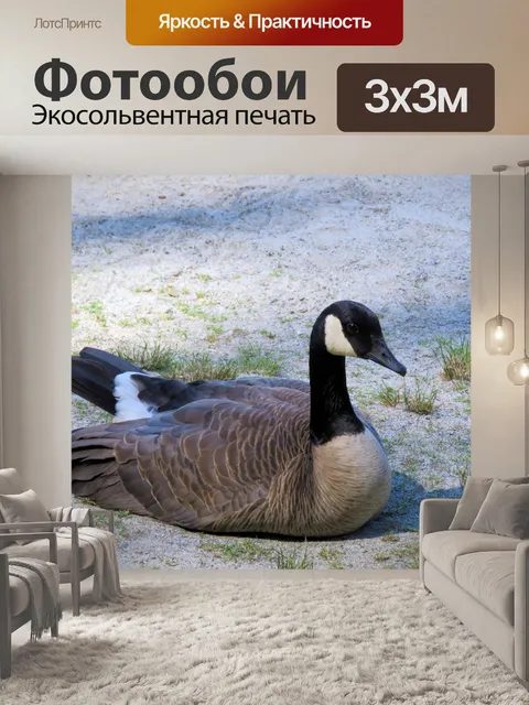 Фотообои канадская утка 2