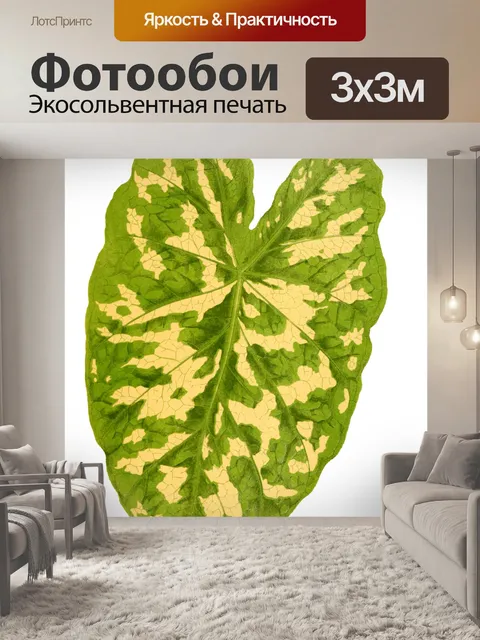Фотообои Листва лист растение прозрачный