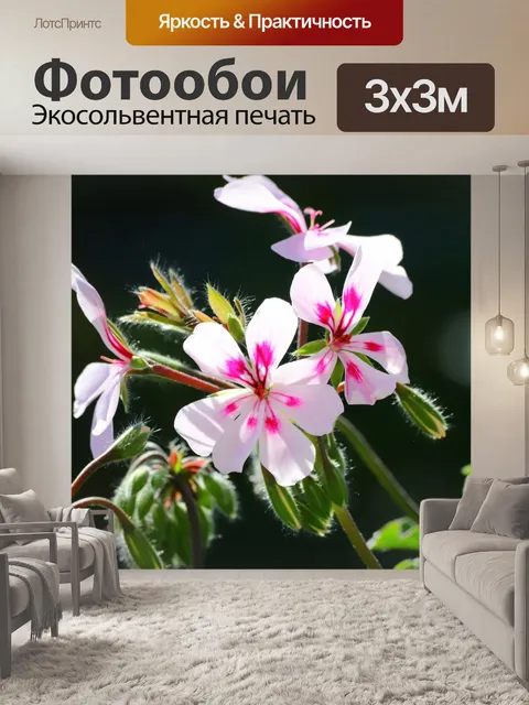 Фотообои Герань на балконе