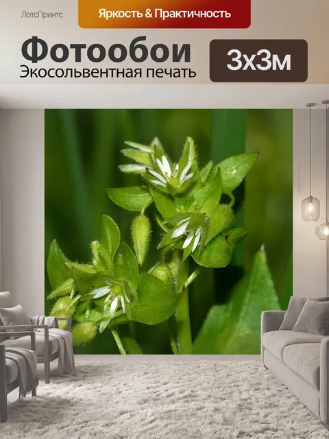 Фотообои Природа