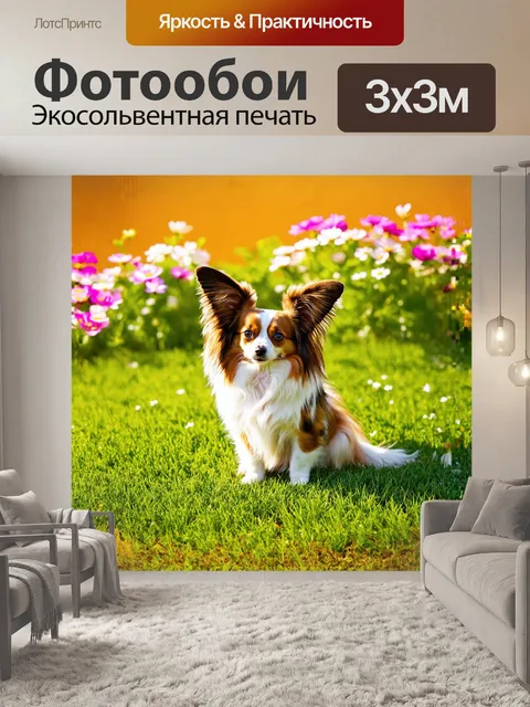 Фотообои взрослый папильон, гордо сидящий на зелёной траве в яркий солнечный день, его ушки раскинуты в стороны, как…