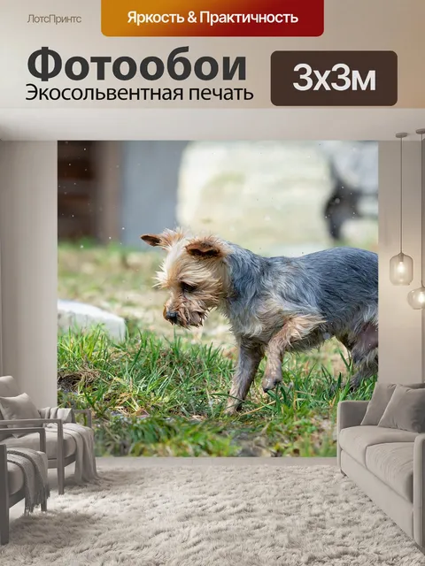 Фотообои Собака