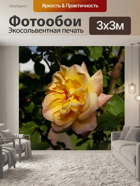 Фотообои Роза