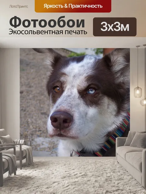 Фотообои Собака