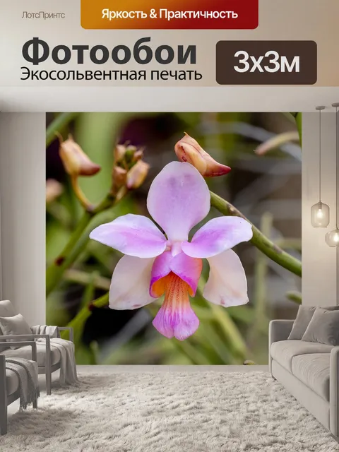 Фотообои Цветок орхидеи