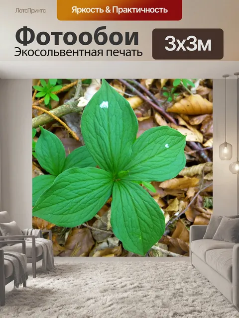 Фотообои Листья
