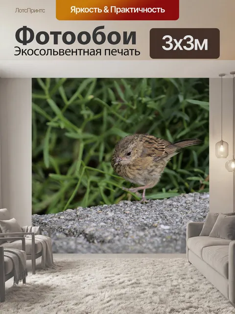Фотообои Воробей на прогулке