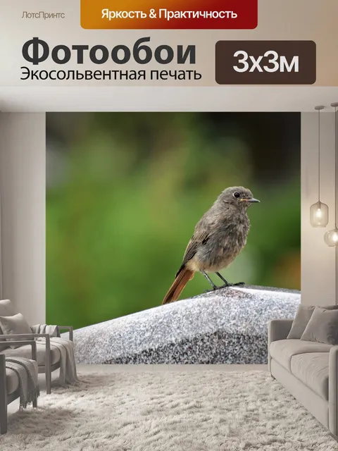 Фотообои Горихвостка птица на надгробие