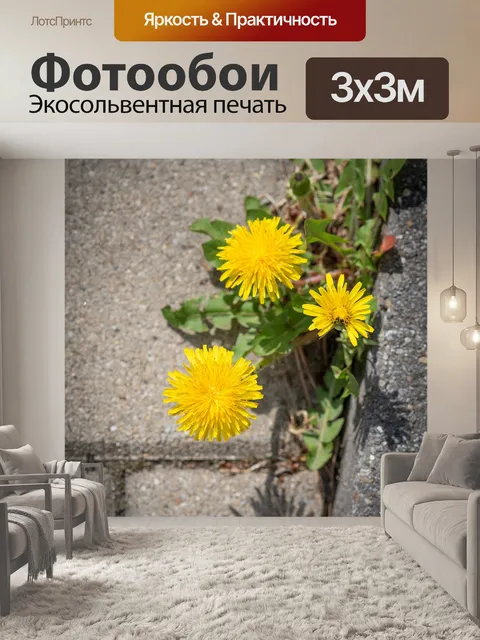 Фотообои Одуванчик